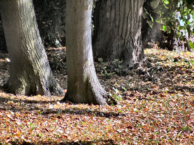 Oliwa -w parku -sierpień 2011