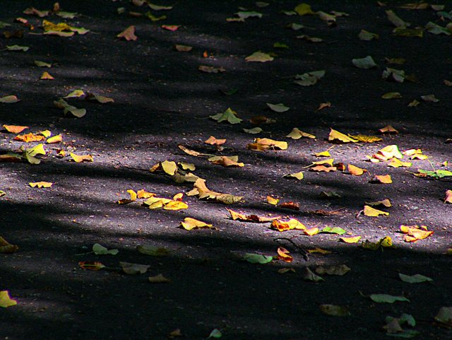 Oliwa -w parku -sierpień 2011