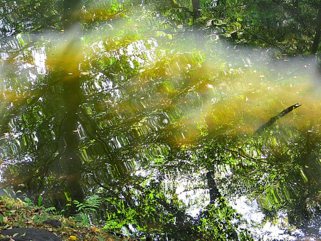 Oliwa -w parku -sierpień 2011