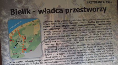 Orzeł Bielik – Czołpino, Polska
