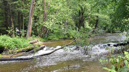 Rezerwat nad Tanwią 1 – Susiec, Polska
