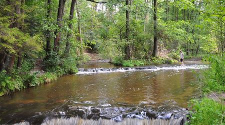 Rezerwat nad Tanwią 2 – Susiec, Polska