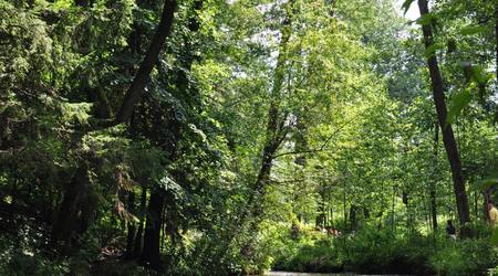 Rezerwat nad Tanwią 4 – Susiec, Polska