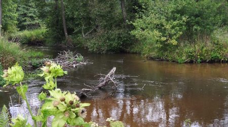 Rezerwat nad Tanwią 6 – Susiec, Polska