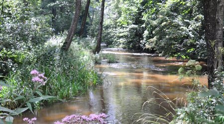 Rezerwat nad Tanwią 7 – Susiec, Polska