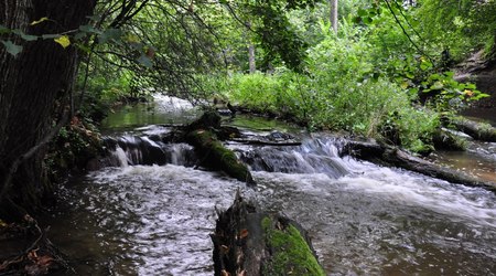 Rezerwat nad Tanwią 8 – Susiec, Polska