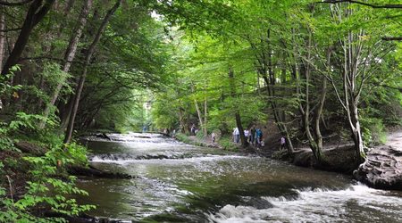 Rezerwat nad Tanwią 12 – Susiec, Polska