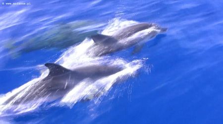 Delfiny – Ponta Delgada, Portugalia