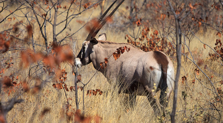 oryx – Maun, Botswana