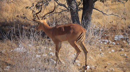 impala – Maun, Botswana