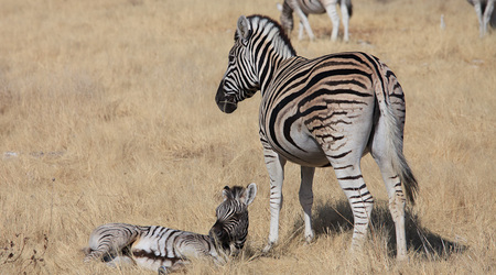 maleństwo – Maun, Botswana
