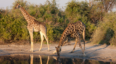 rozkrok – Maun, Botswana