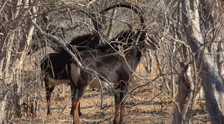 antylopa szabloroga – Maun, Botswana