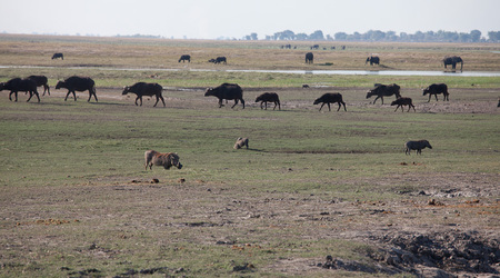 guziec z bawołem w tle – Maun, Botswana