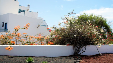 Playa de Los Pocillos - rośliny – Puerto del carmen lanzarote, Hiszpania