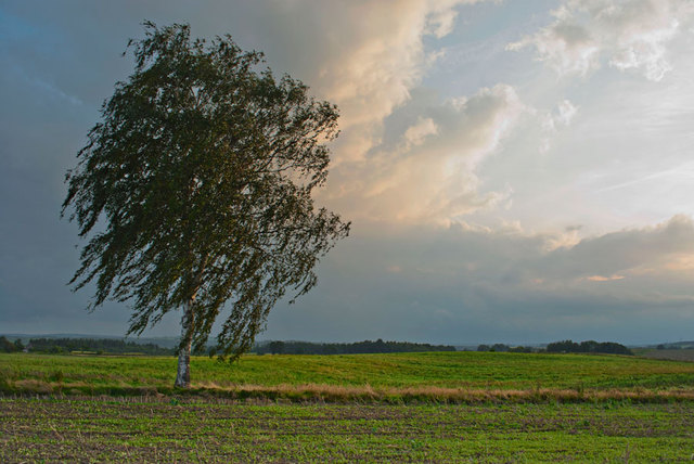 Pejzaż - okolice Zawidowa