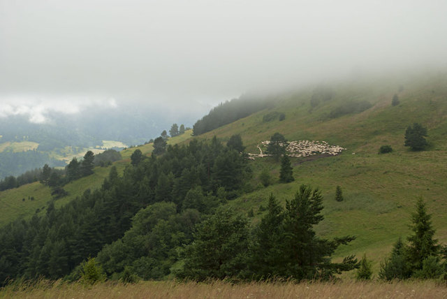 Mgła