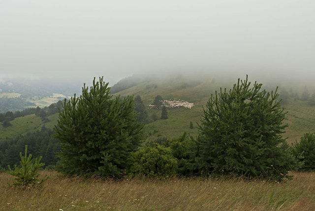 Mgła