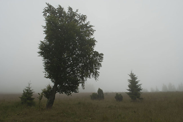 Mgła