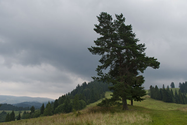 Pieniny 