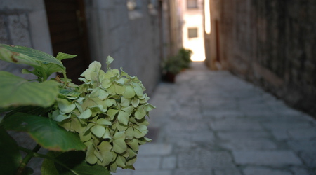 495571 - Korčula – Chorwacja