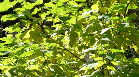 P1420537 – Połczyn zdrój, Polska