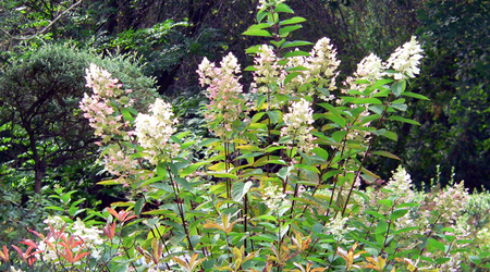 P1420659 – Połczyn zdrój, Polska