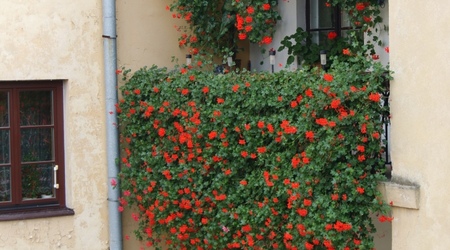 23 kwiaty – Sandomierz, Polska