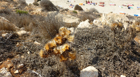 spojrzenie ze ścieżki na plażę – Lampedusa, Włochy
