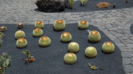 Kaktusy_1 – Lanzarote, Hiszpania