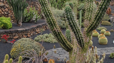 Kaktusy_2 – Lanzarote, Hiszpania