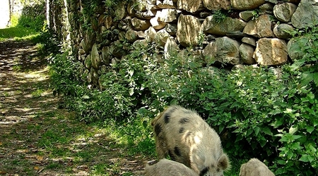 Na ulicach i podwórkach Mestii – Mestia, Gruzja