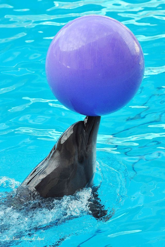 Delfinarium w KOKTEBEL/ KRYM