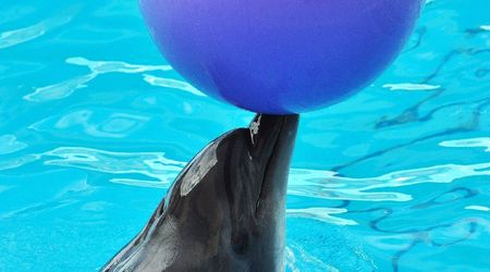 Delfinarium w KOKTEBEL/ KRYM – Ukraina