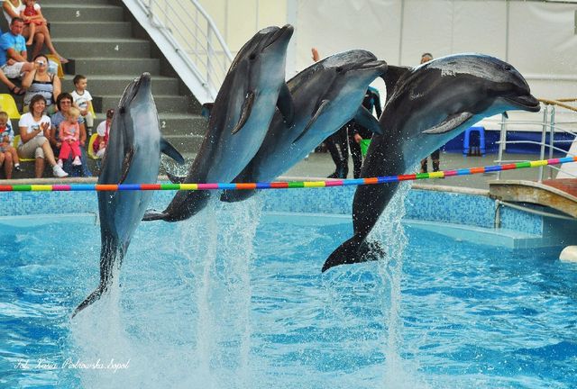 Delfinarium w KOKTEBEL/ KRYM