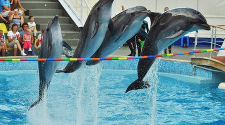 Delfinarium w KOKTEBEL/ KRYM – Ukraina