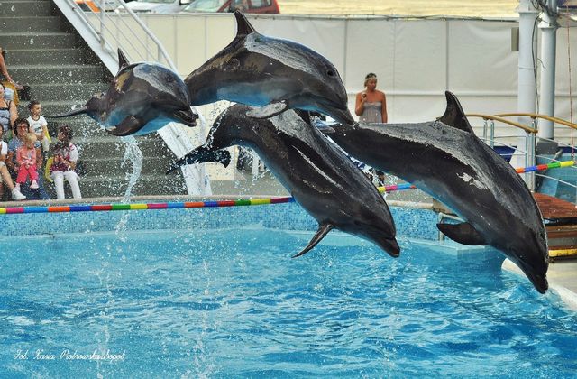 Delfinarium w KOKTEBEL/ KRYM
