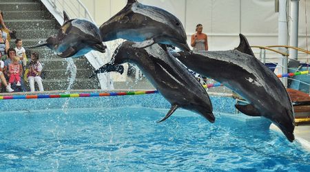 Delfinarium w KOKTEBEL/ KRYM – Ukraina