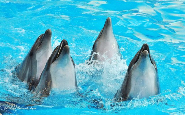 Delfinarium w KOKTEBEL/ KRYM
