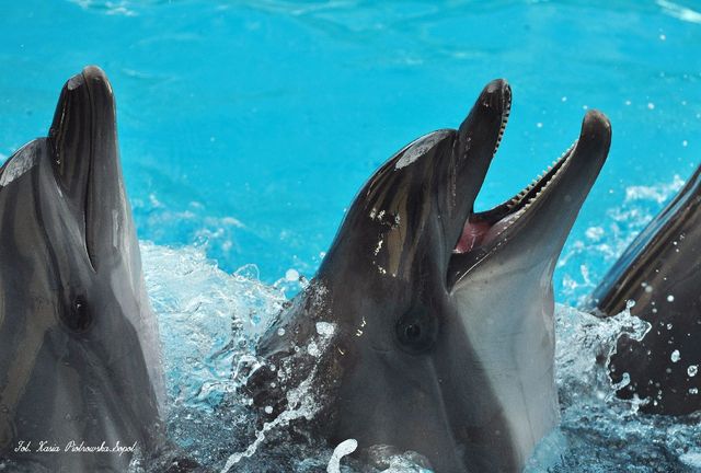 Delfinarium w KOKTEBEL/ KRYM