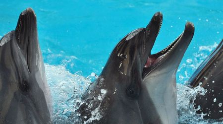 Delfinarium w KOKTEBEL/ KRYM – Ukraina