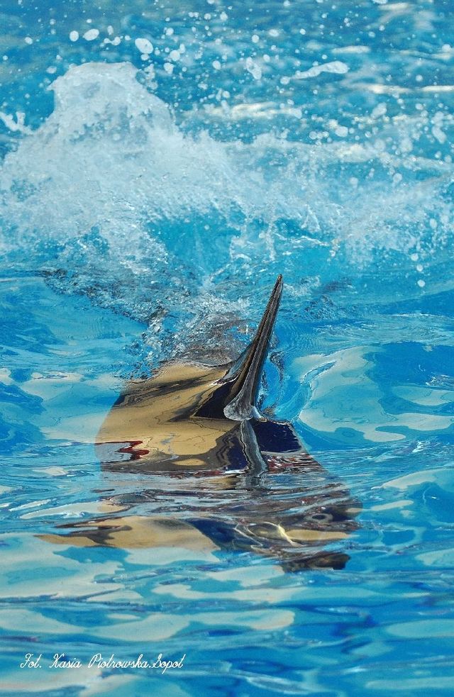 Delfinarium w KOKTEBEL/ KRYM