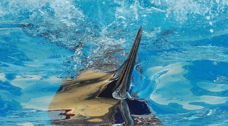 Delfinarium w KOKTEBEL/ KRYM – Ukraina