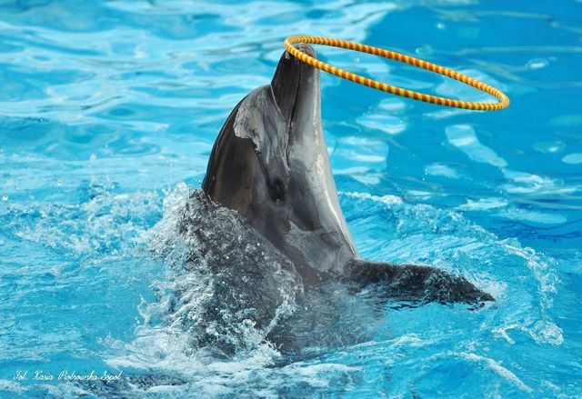 Delfinarium w KOKTEBEL/ KRYM