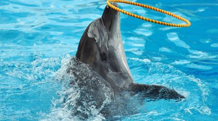 Delfinarium w KOKTEBEL/ KRYM – Ukraina