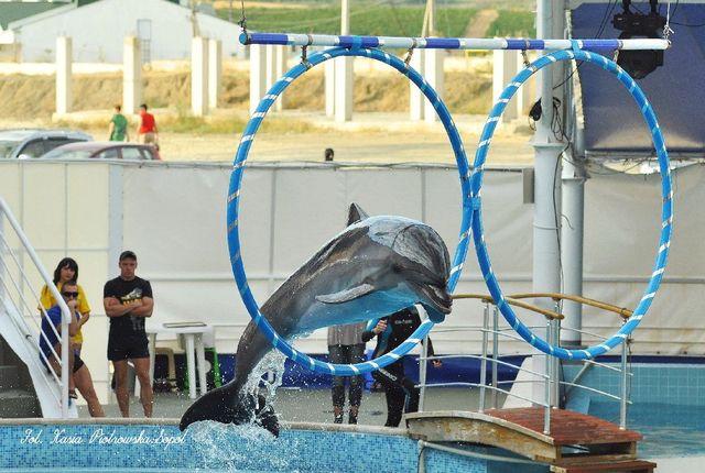 Delfinarium w KOKTEBEL/ KRYM