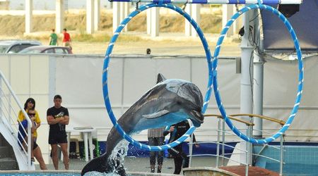 Delfinarium w KOKTEBEL/ KRYM – Ukraina