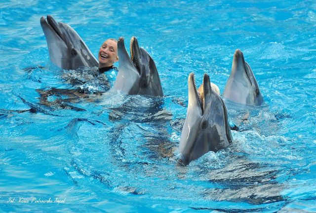 Delfinarium w KOKTEBEL/ KRYM