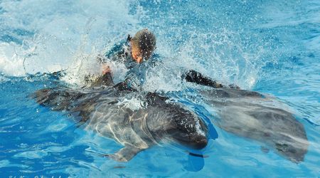 Delfinarium w KOKTEBEL/ KRYM – Ukraina
