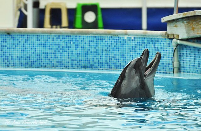 Delfinarium w KOKTEBEL/ KRYM